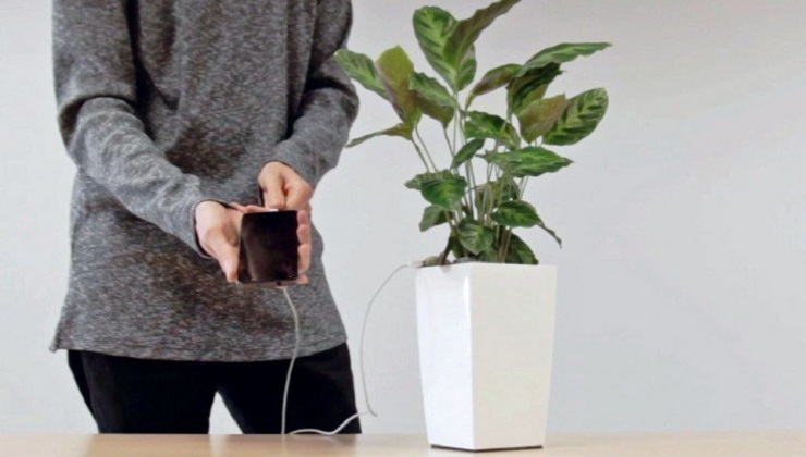 Soon it will be possible charge your Smartphone with just the Power of a Plant