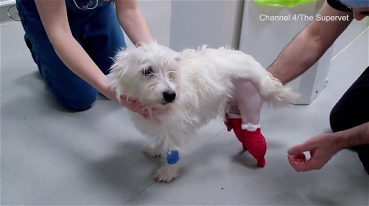Puppy’s life is saved by Futuristic Bionic Feet