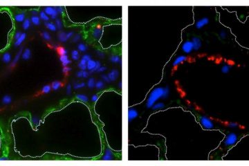 Researchers Can Now Bioengineer Lungs with the Original Blood Vessels Intact