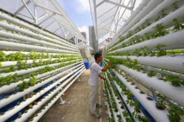 The Future of Farming for Cities of the Future